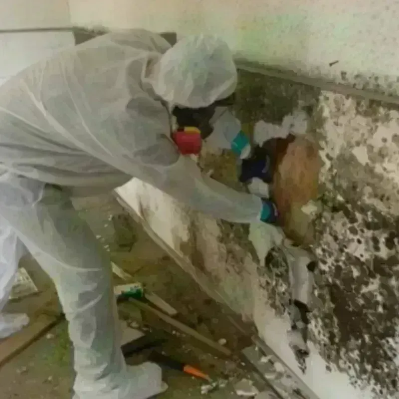 Mold Remediation and Removal in Machesney Park, IL